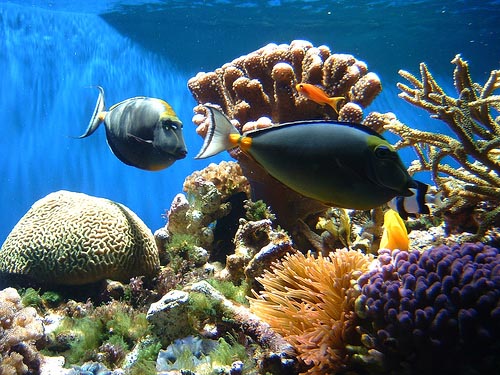 ocean ecosystem biotic and abiotic factors
